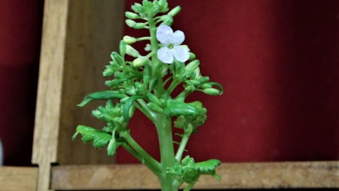 植物の力・大根の花