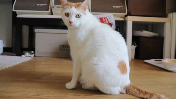 今朝のシロ