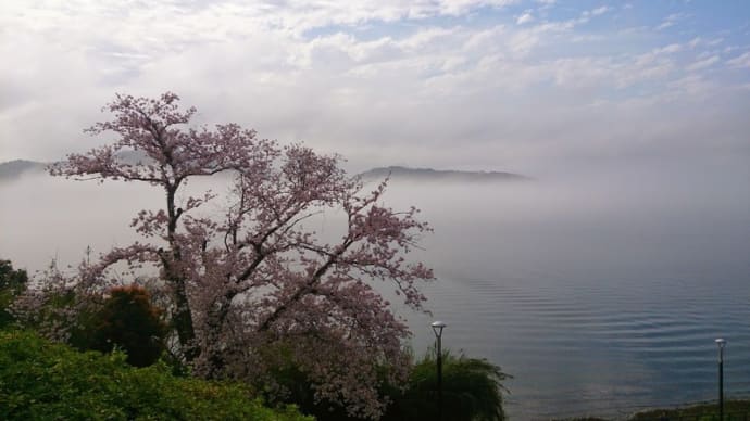 桜＠浜名湖