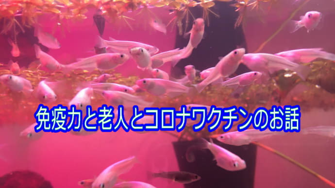 免疫力と老人とコロナワクチンのお話