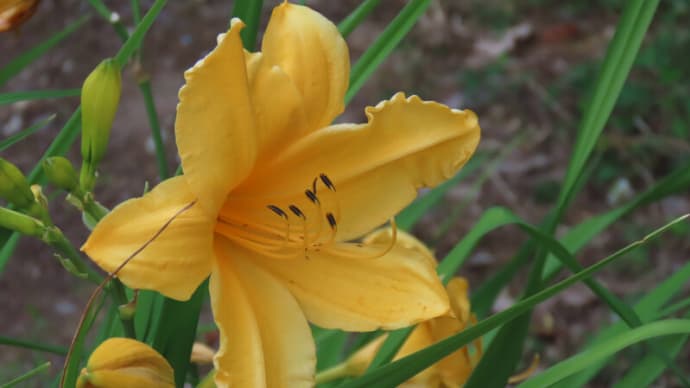 ●近所で見かけた花 ヘメロカリス ビヨウヤナギ ヒペリカム・カリシナム ノアザミ ホタルブクロ ネジバナ カタバミ