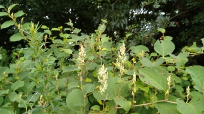 樹林帯の植物