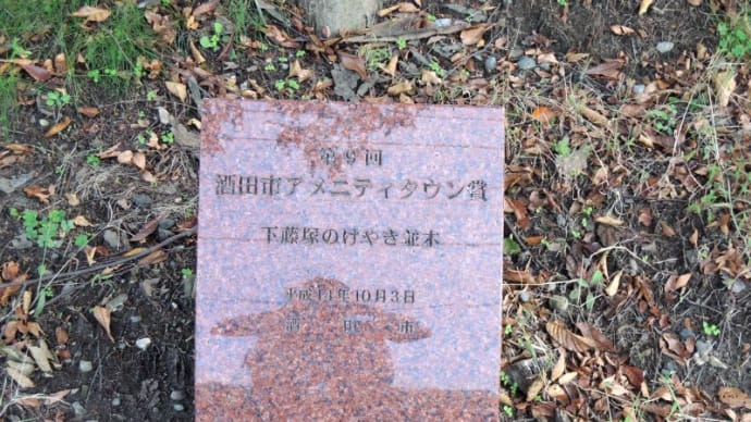 下藤塚のケヤキ並木