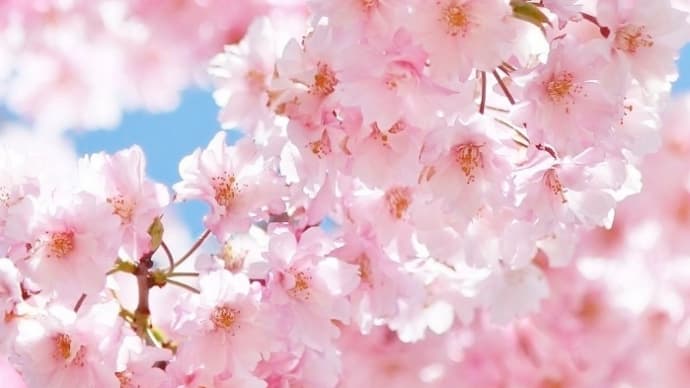 3月26日桜を見に行く。