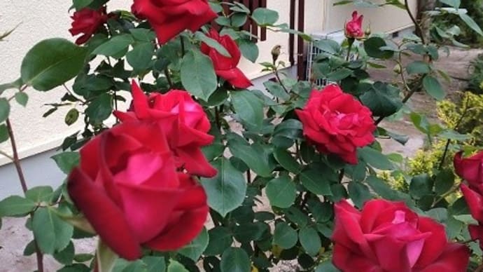 バラが咲き出しました~~!