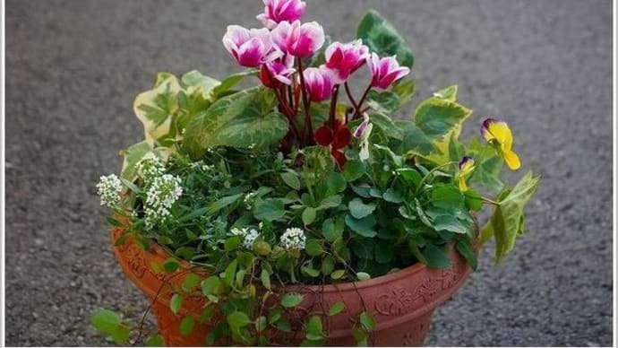 寄せ植え