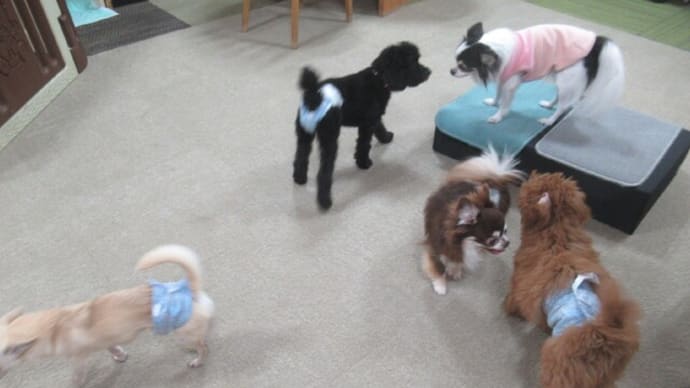 2023/12/02 犬の幼稚園BuddyDog