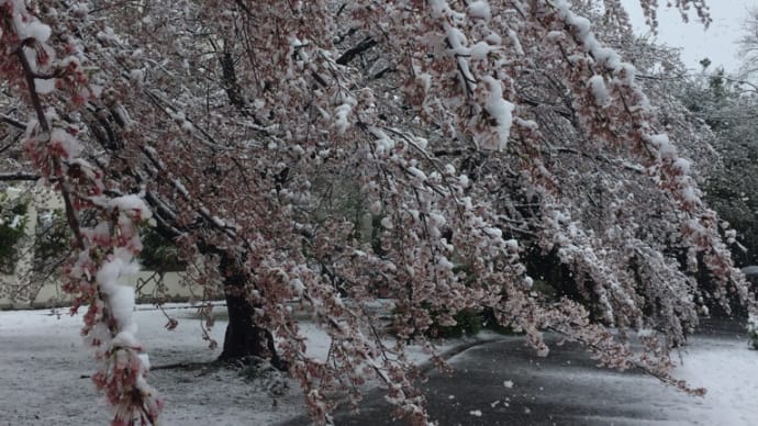 Mamieのフランス留学日記 桜に雪 家で銀ブラ?
