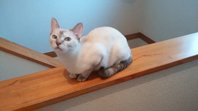 にゃんこは高いところが好き