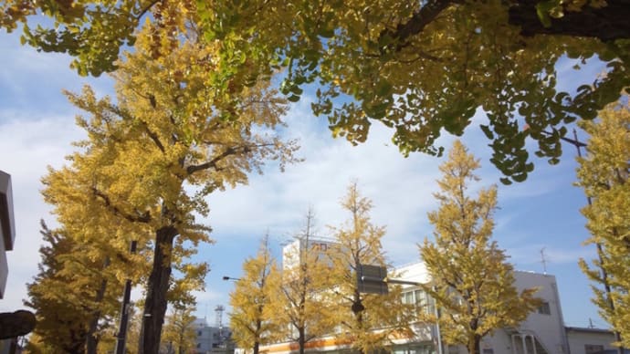 八王子いちょう祭り2019/11/17参加