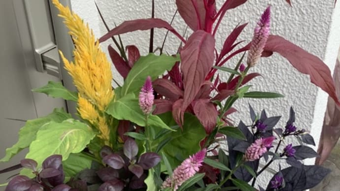 秋の寄せ植え