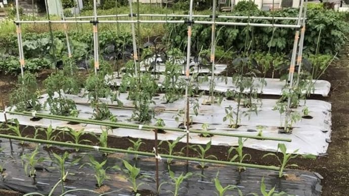 夏野菜定植完了