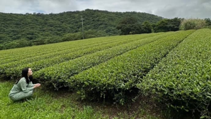 tea garden.茶畑と私。
