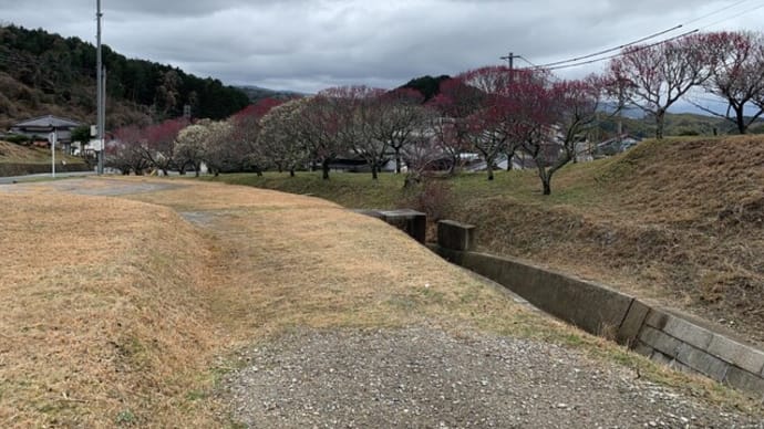 嘉麻市梅林公園での観梅
