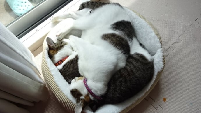 いじめ女王猫も、たじたじ