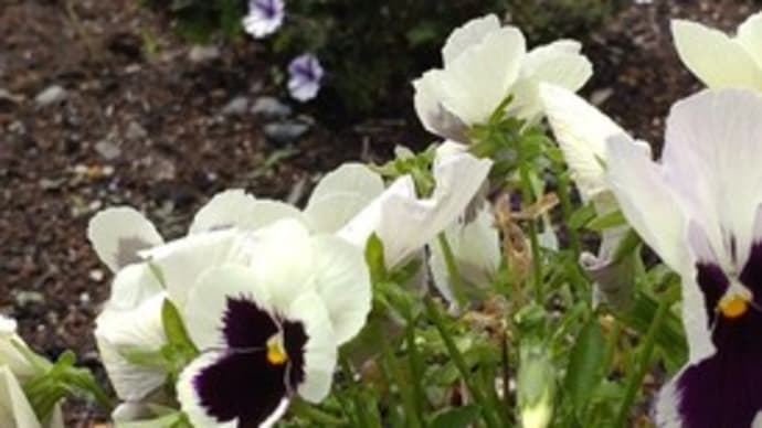 花植えPart2