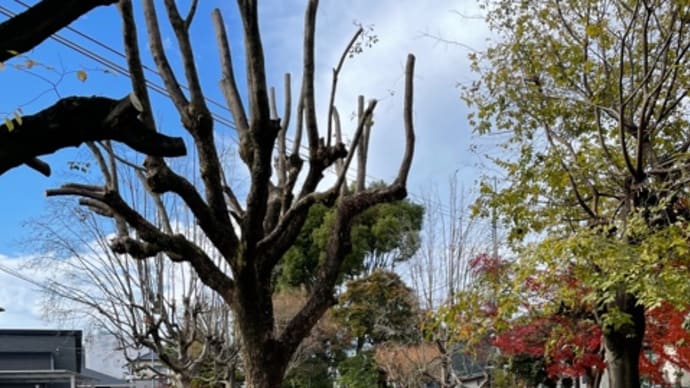 晩秋、初冬に思う🍁短歌🍂俳句✒️随想・詩