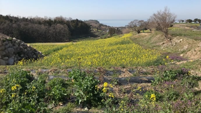 長崎鼻の菜の花2022