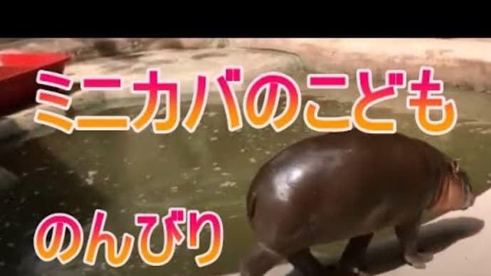 ミニカバの昼下がりをご覧ください。zoo 動物園