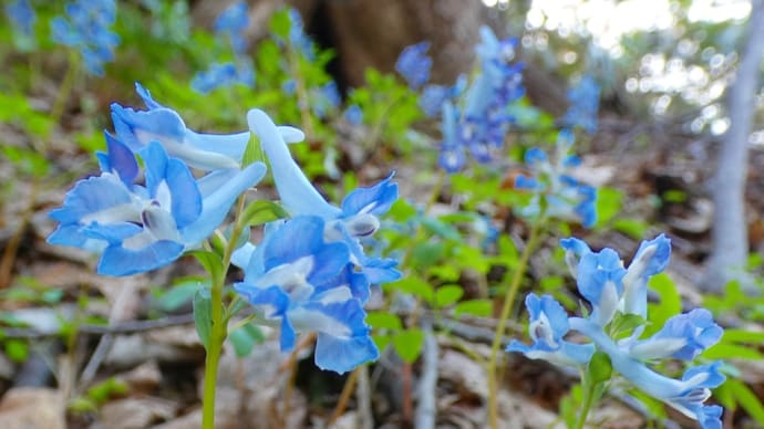 春の訪れとエゾエンゴサクと。～円山公園＆北海道神宮～