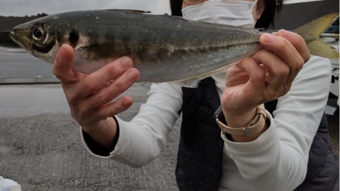 南鳥羽の堤防で３８ｃｍのメガアジを釣った