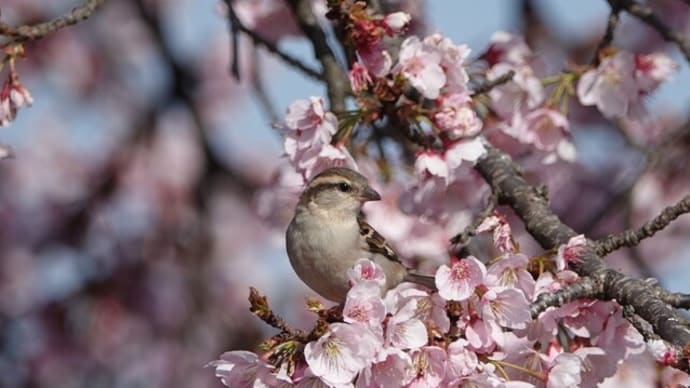 ニュウナイスズメ ~花を咥えて~