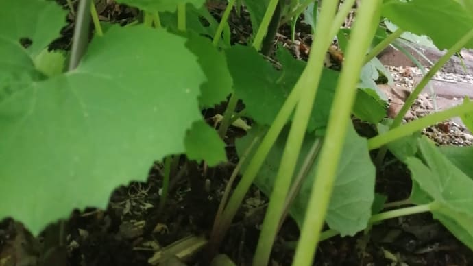 蕗