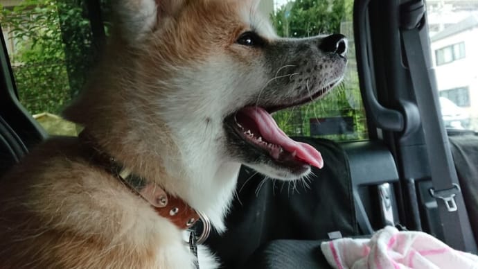 大桜 狂犬病と耳の続き