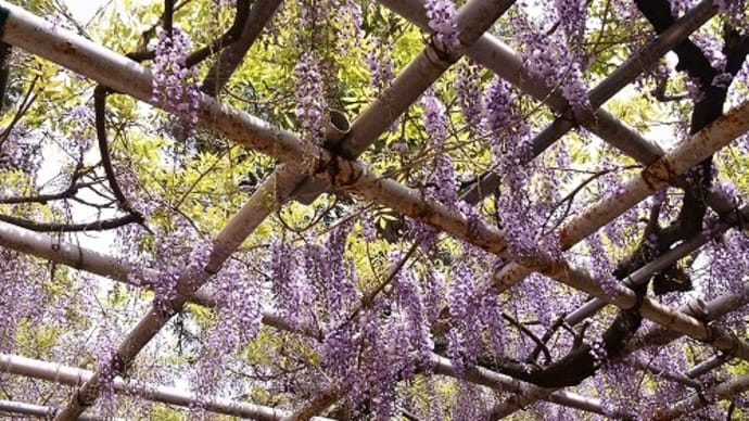 住吉神社 の「藤」２１日 ５分咲でした
