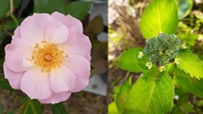 2つのバラとビオラと紫陽花とガザニアとサンク・エールとシェードガーデンとサンルーム前に芝桜を植えたとですッ(=゚ω゚)ノ