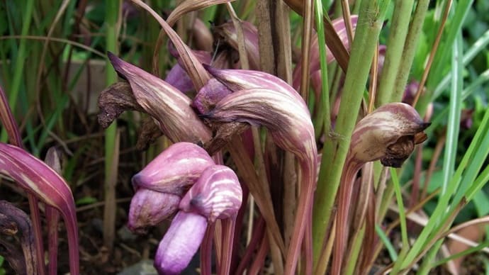 ナンバンギセル(南蛮煙管)ジンジャー(花縮砂)シマケンモン・アオバハゴロモ・今朝のナミアゲハ・俳句鑑賞