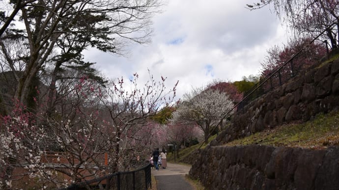 うめ狩り　静岡県熱海市　第78回熱海梅園梅まつり（3）梅園橋を渡った所に熱海桜
