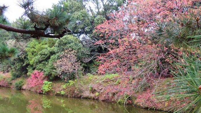 紅葉・黄葉・満喫の集い？