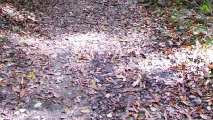 2023年11月20日(月)の「平城宮跡歴史公園」・「奈良公園」・「滝坂の道」(5)