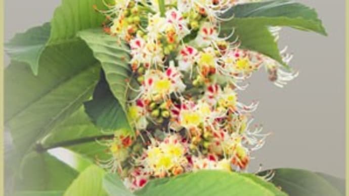 木の花(トチノキ・ユリノキ)