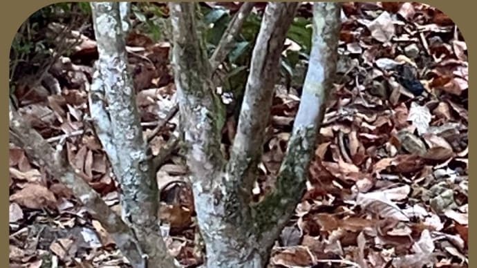 山林火災の起きやすい背景とは