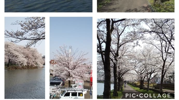 桜満開 動物病院に行ってきました