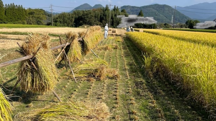自然栽培のお米の稲刈り