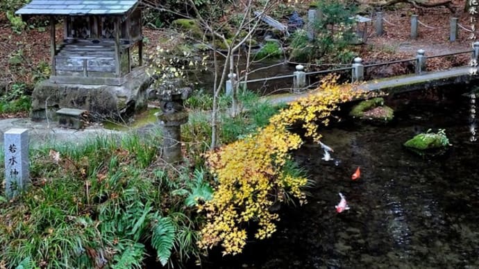 池水ともみじ、錦鯉
