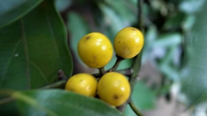 キミノシロダモ(黄実白梻)・コブシ(辛夷)の実・シモフリスズメの幼虫・日記・俳句鑑賞