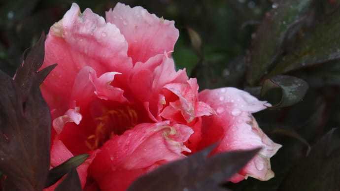 初夏の花 クレマチス・ポピー・芍薬3
