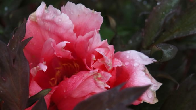 初夏の花　クレマチス・ポピー・芍薬3