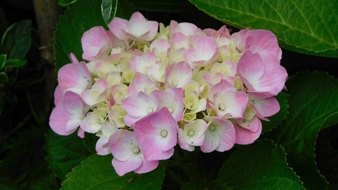 水無月に咲く昔ながらの草花