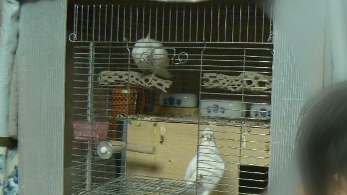 スノーホワイトの朝の放鳥