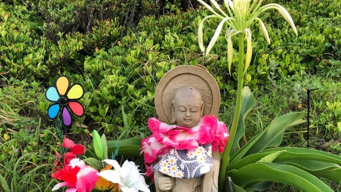お地蔵様のハマユウが見事にひらきました^_^