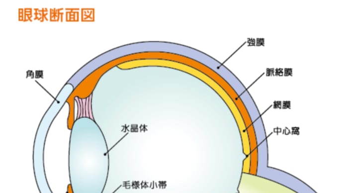 視覚を考える　その２　フレスコシートの視覚効果