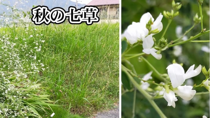 小次郎と秋の七草－シロバナハギ（白花萩）－