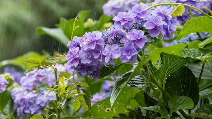 2024.6.18　雨の日の紫陽花（熊野市有馬町）