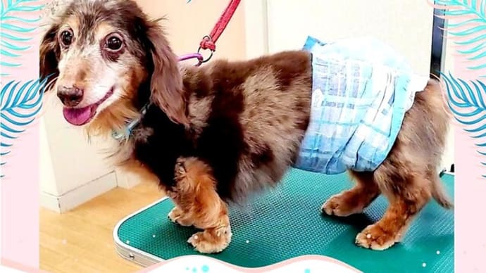🐶 ボクも記憶力❕❕❕ スゴイでしょ~~~🎵 💩