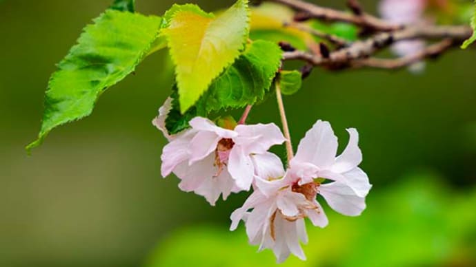子福桜と十月桜が咲いてました